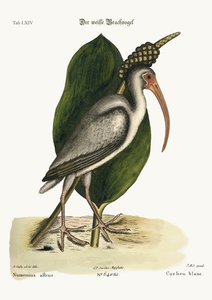 The White Curlew by Mark Catesby